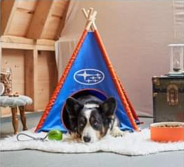 Brees, one of the the MDTC training staff dogs, lies in a small tent during a photo shoot for Subaru
