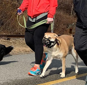 Woman carrying an e-collar transmitter and dog wearing a muzzle.