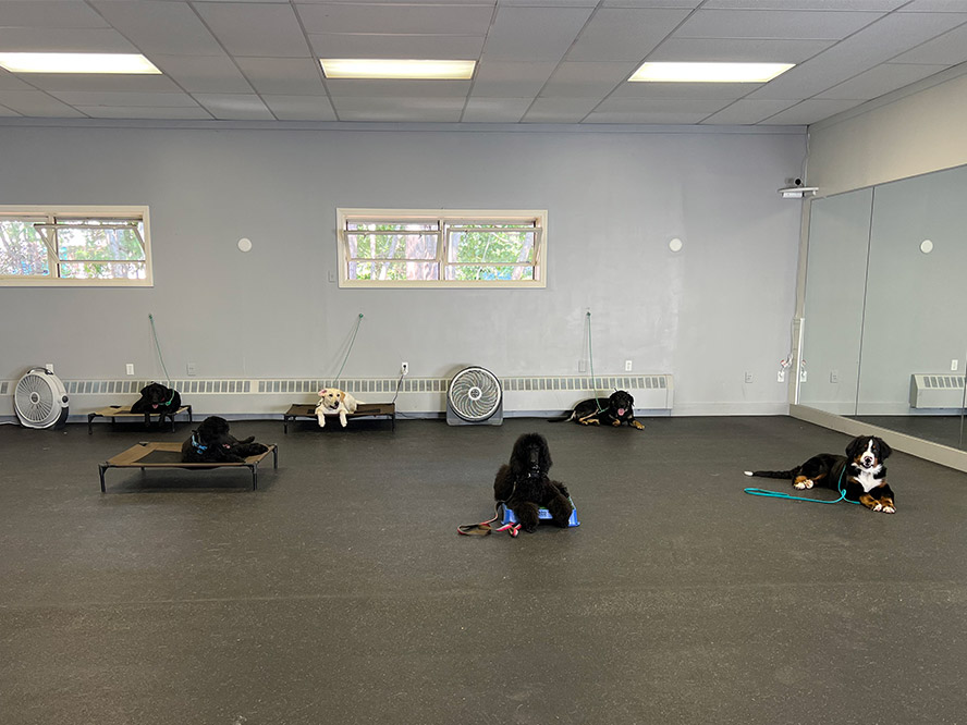 Calm, well-behaved puppies sitting on beds and on the floor at the MDTC training studio