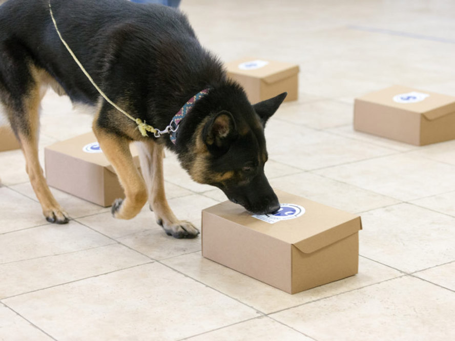 Dog smelling boxes during a scent class