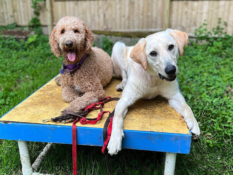 Golden retriever and Golden Doodle sitting on a place board while training