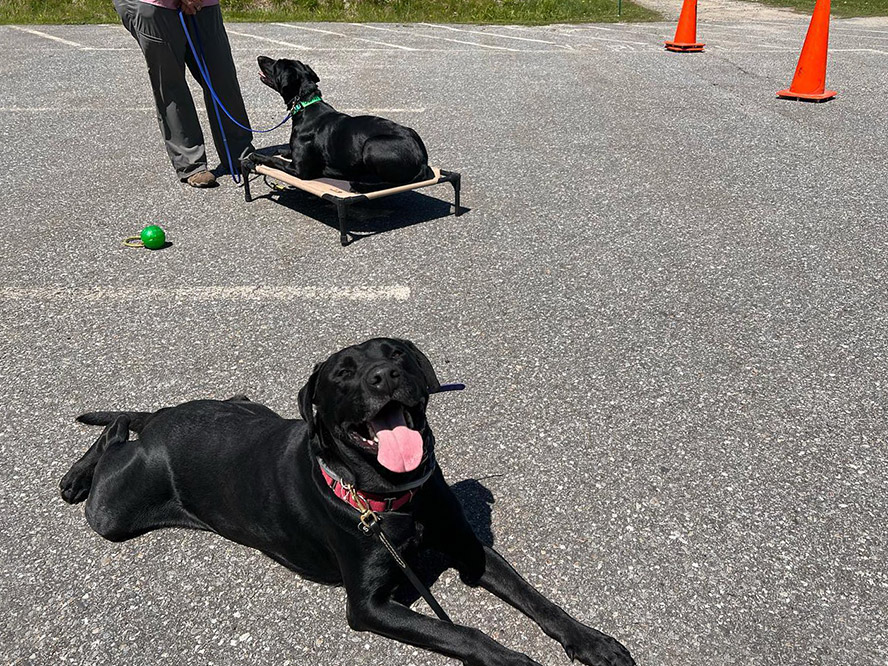 Black dogs enjoying some training during a Maine Dog Training Company Day School class