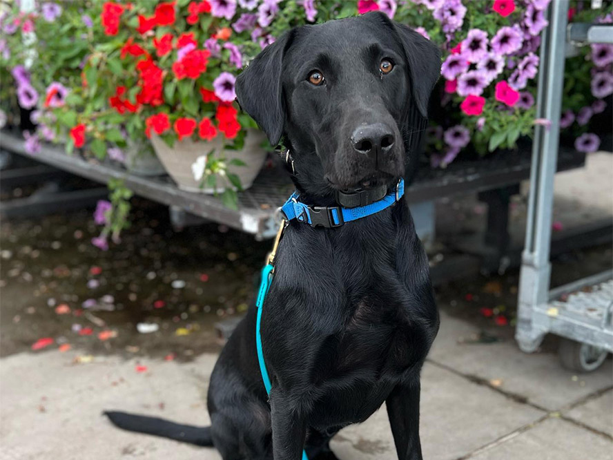 Black lab sitting in front of flowers during a Maine Dog Training Company Foundation Obedience class