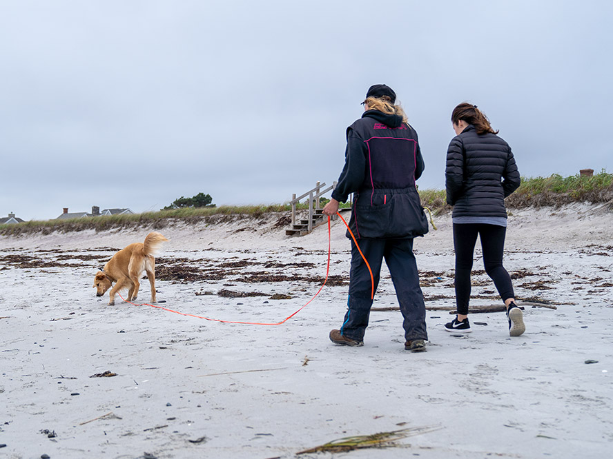 Trainer Teri Robinson walking a golden retriever during a private training session on the beach