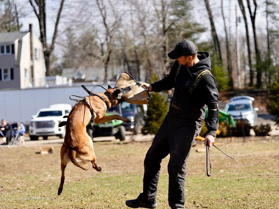 Malinois participating in Bite Sports and grabbing a bite sleeve