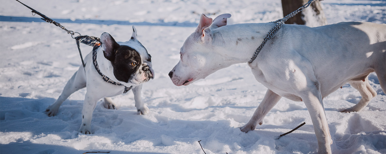 Two dogs on tight leashes meeting nose to nose