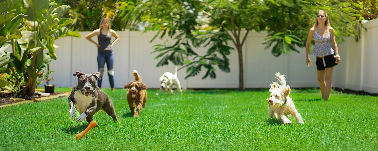 Dogs running after a toy thrown in the yard of a doggy daycare