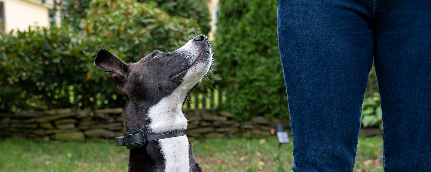 Attentive and well-trained dog wearing an e-collar during a training session