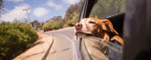 Recently adopted dog with head out the window