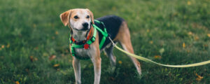 Dog with long leash used for training