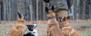 Four dogs looking up their owner, showing human trust and pack leadership