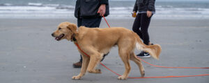 Dog on long leash being training on the beach by Teri Robinson, owner of Maine Dog training Company