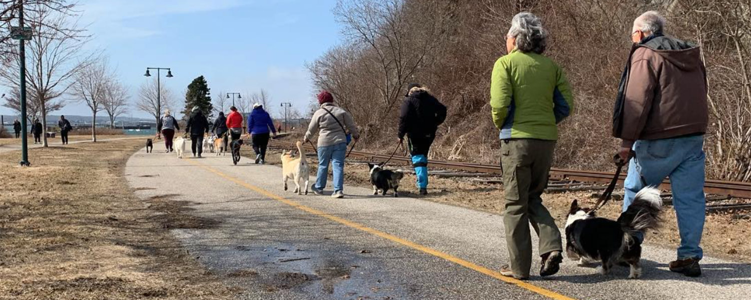 Large group of dog owners on a pack walk