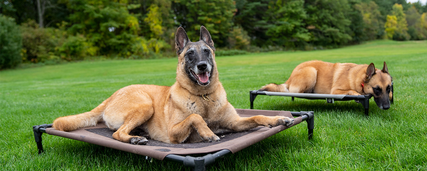 Belgian Malinois dogs placing on dog beds outside during a MDTC Board & Train stay