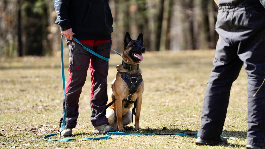 Malinois in harness waiting to participate in Bite Sports training