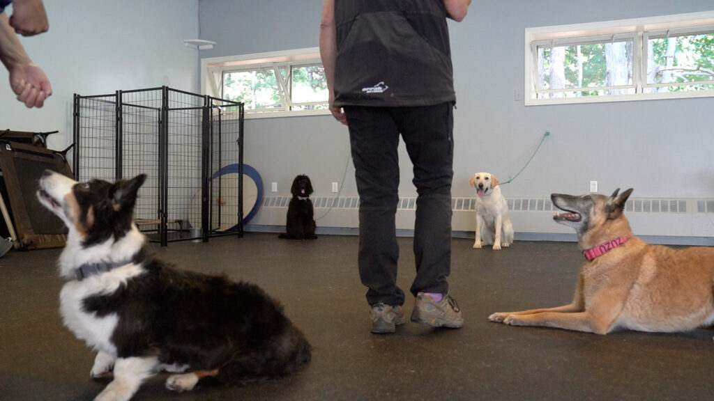 Multiple dogs at the MDTC training facility being training with clickers and treats