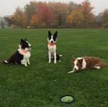 Picture of Barb, Sadie, Zephyr, Joe & Bet