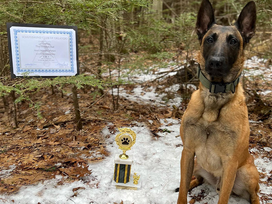 Maine Dog Training Company trained Malinois sitting next to IGP award certificate and competition trophy