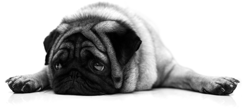 Pug lying down with a sad face